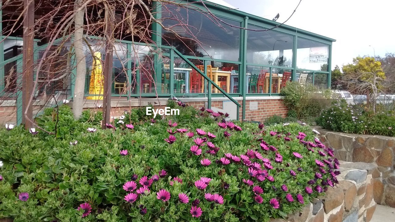 FLOWER PLANTS GROWING IN GARDEN