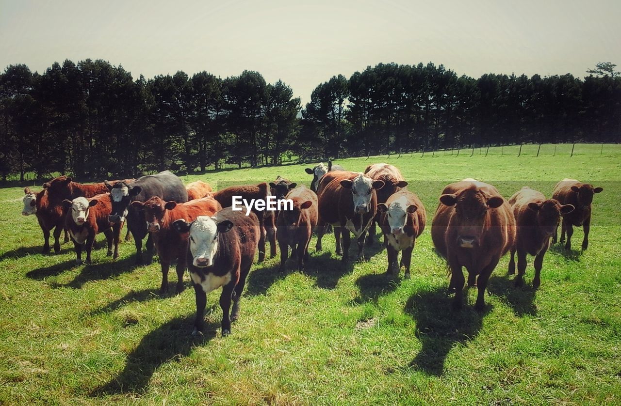 Cows on field against sky