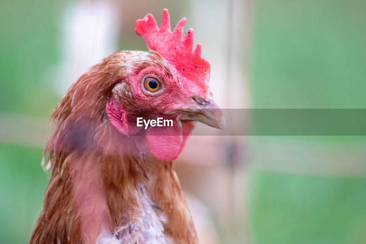 livestock, domestic animals, animal themes, animal, chicken, bird, pet, comb, mammal, rooster, one animal, agriculture, beak, close-up, farm, poultry, animal body part, focus on foreground, pink, nature, no people, animal head, cockerel, red, hen, outdoors, animal's crest, fowl, rural scene, day
