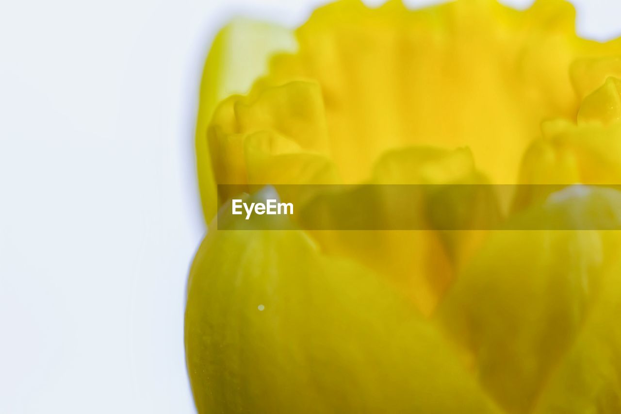 CLOSE-UP OF YELLOW FLOWERS OVER WHITE BACKGROUND