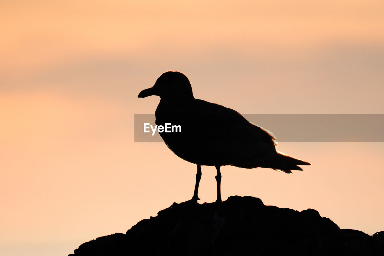 Side view silhouette of a sea gull at sunset on the salish sea