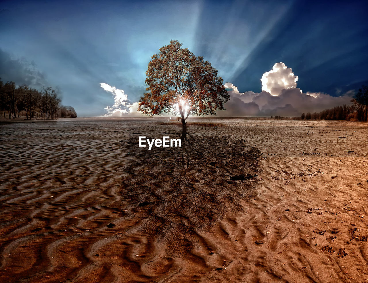 SCENIC VIEW OF DESERT AGAINST TREES ON FIELD