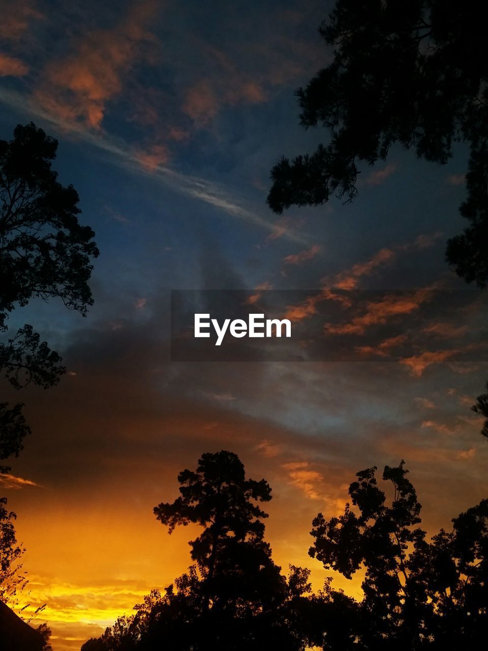 Silhouette of trees at sunset