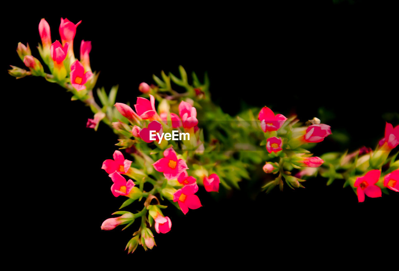 CLOSE-UP OF FRESH PINK FLOWERS AGAINST BLACK BACKGROUND AT NIGHT