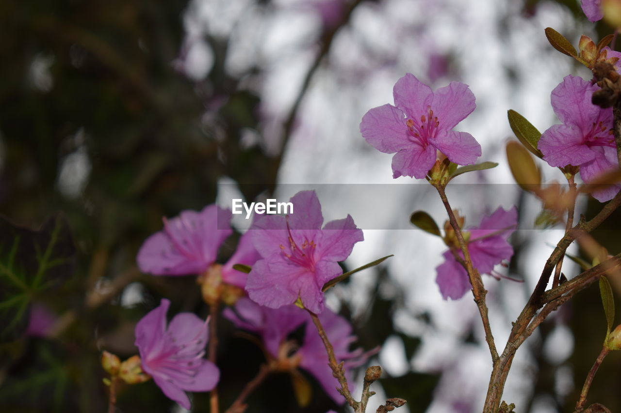 CLOSE-UP OF PURPLE FLOWERING PLANT