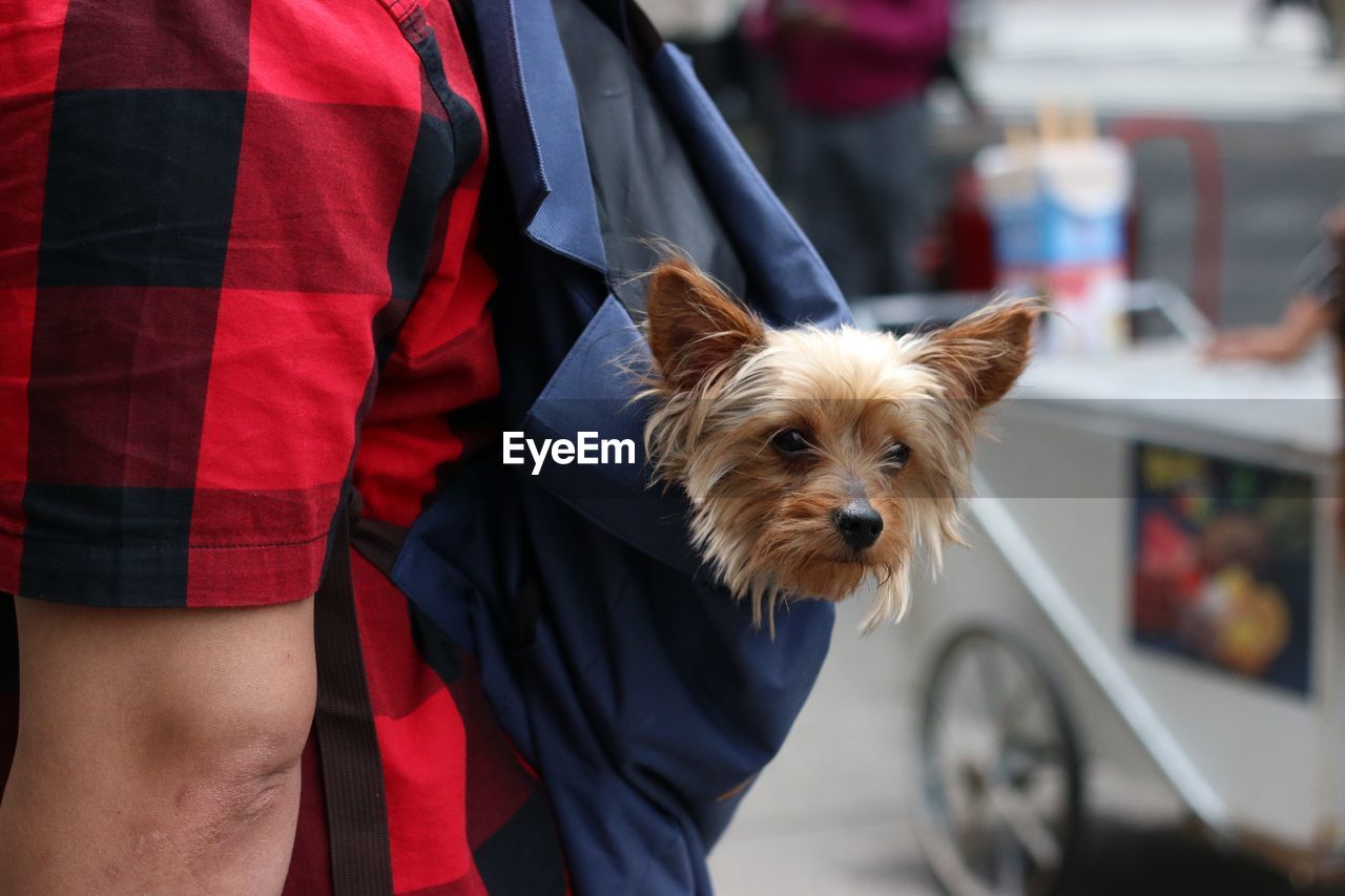 Portrait of hairy puppy in bag carried by man