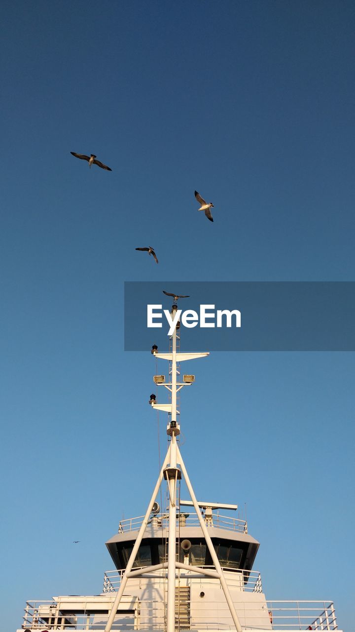 LOW ANGLE VIEW OF BIRDS FLYING