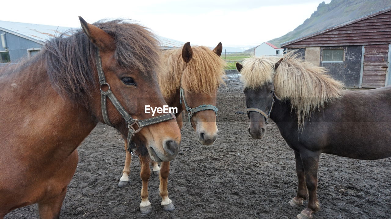 Horses standing on muddy field