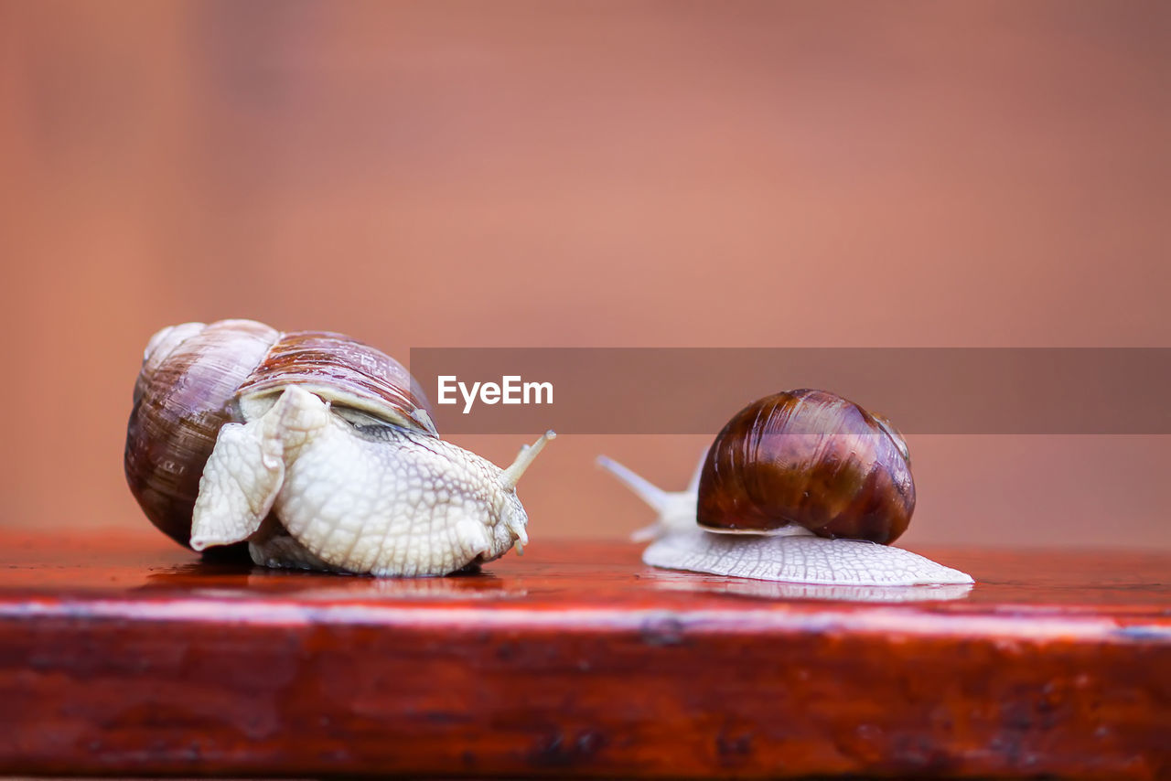CLOSE-UP OF SNAILS ON WOODEN TABLE