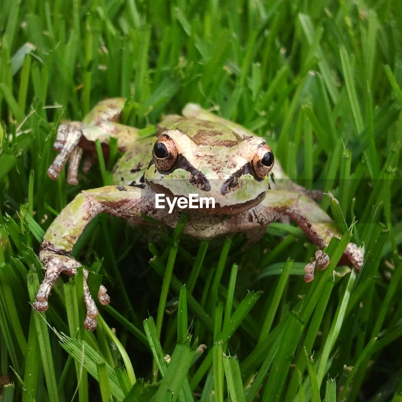 CLOSE-UP OF FROG ON LAND IN GRASS