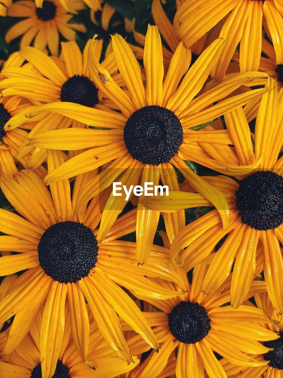 FULL FRAME SHOT OF YELLOW AND PURPLE BLACK-EYED