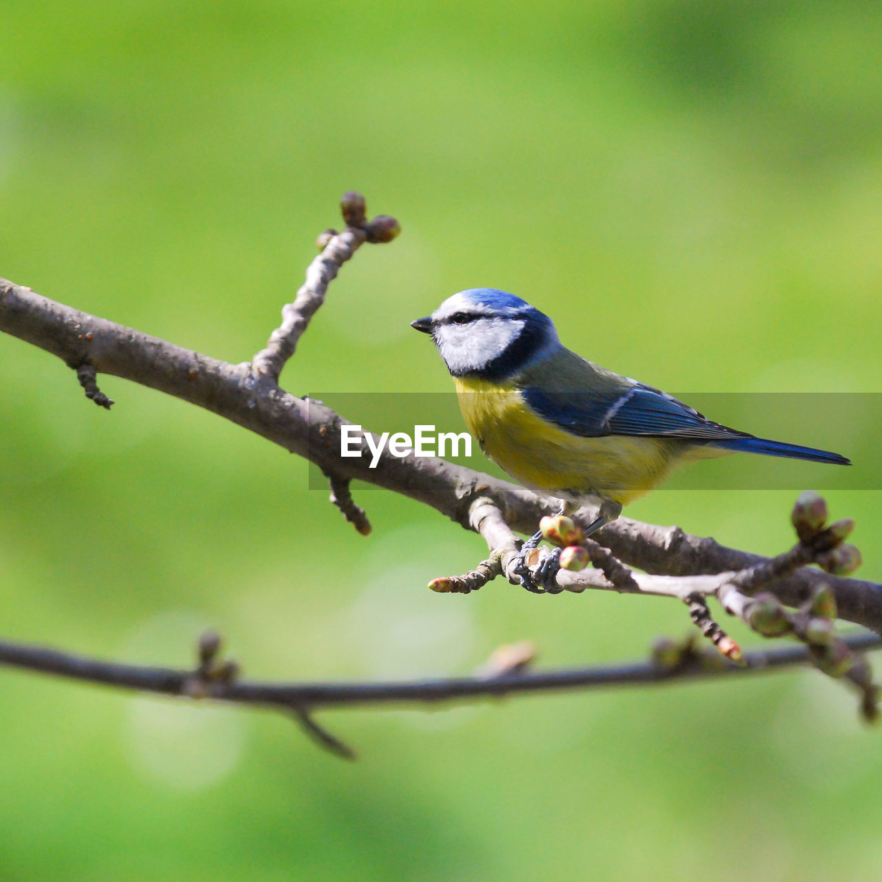 Close-up of blue tit perching on branch