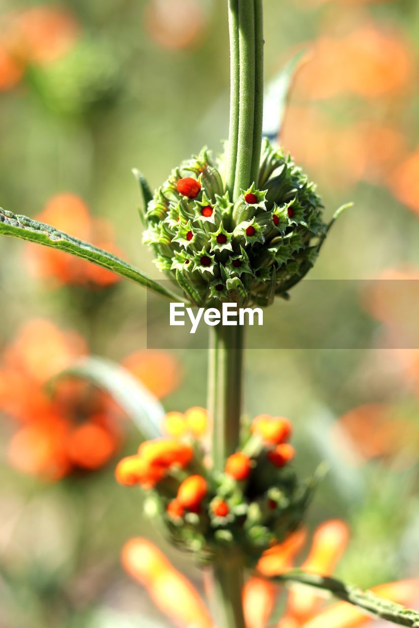 CLOSE-UP OF FLOWERS AGAINST PLANTS