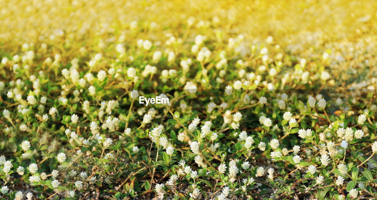 CLOSE-UP OF FLOWERS GROWING IN FIELD