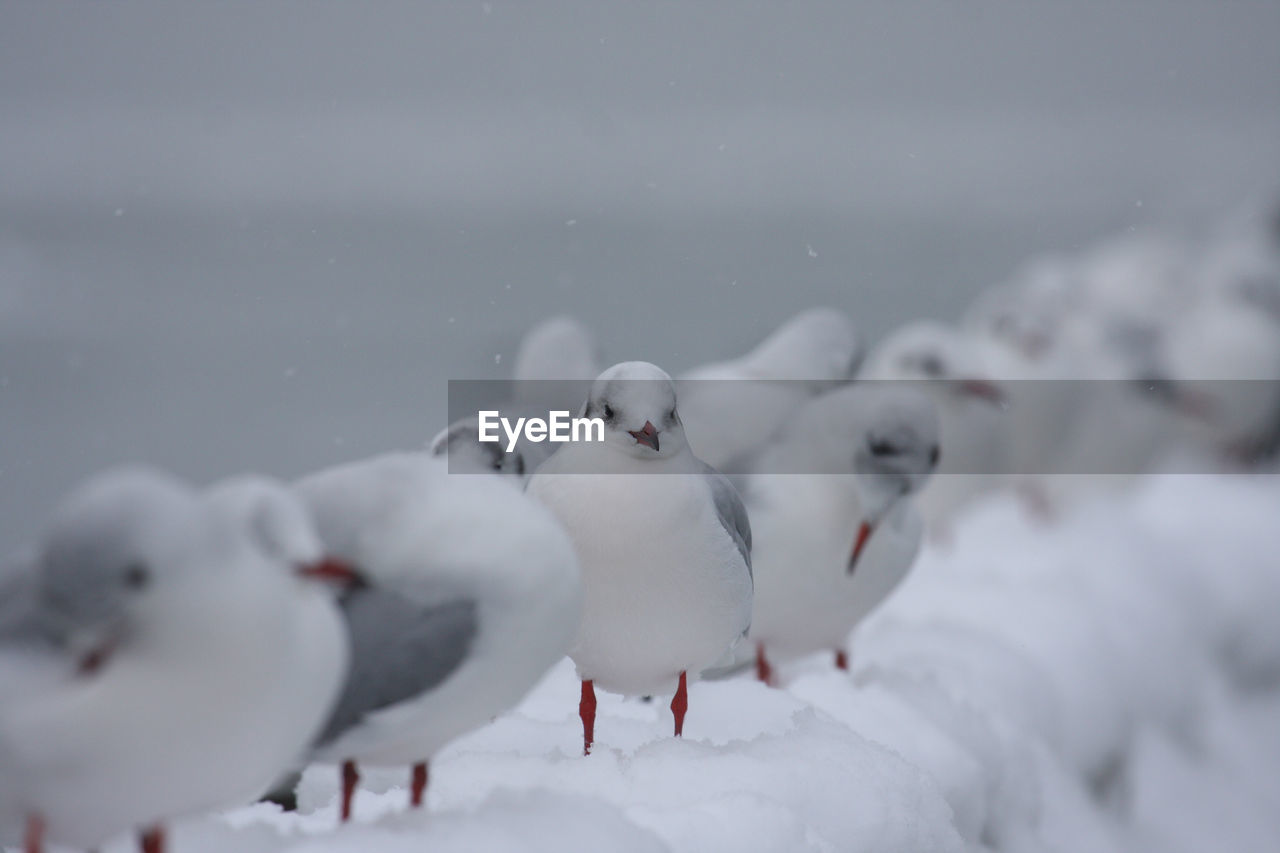 Birds perching on snow field