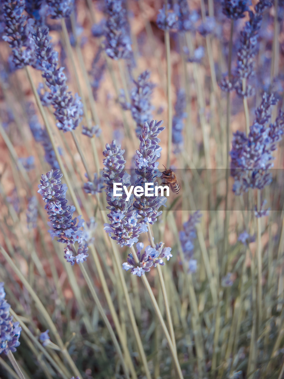 A bee buzzed in the lavender fields.