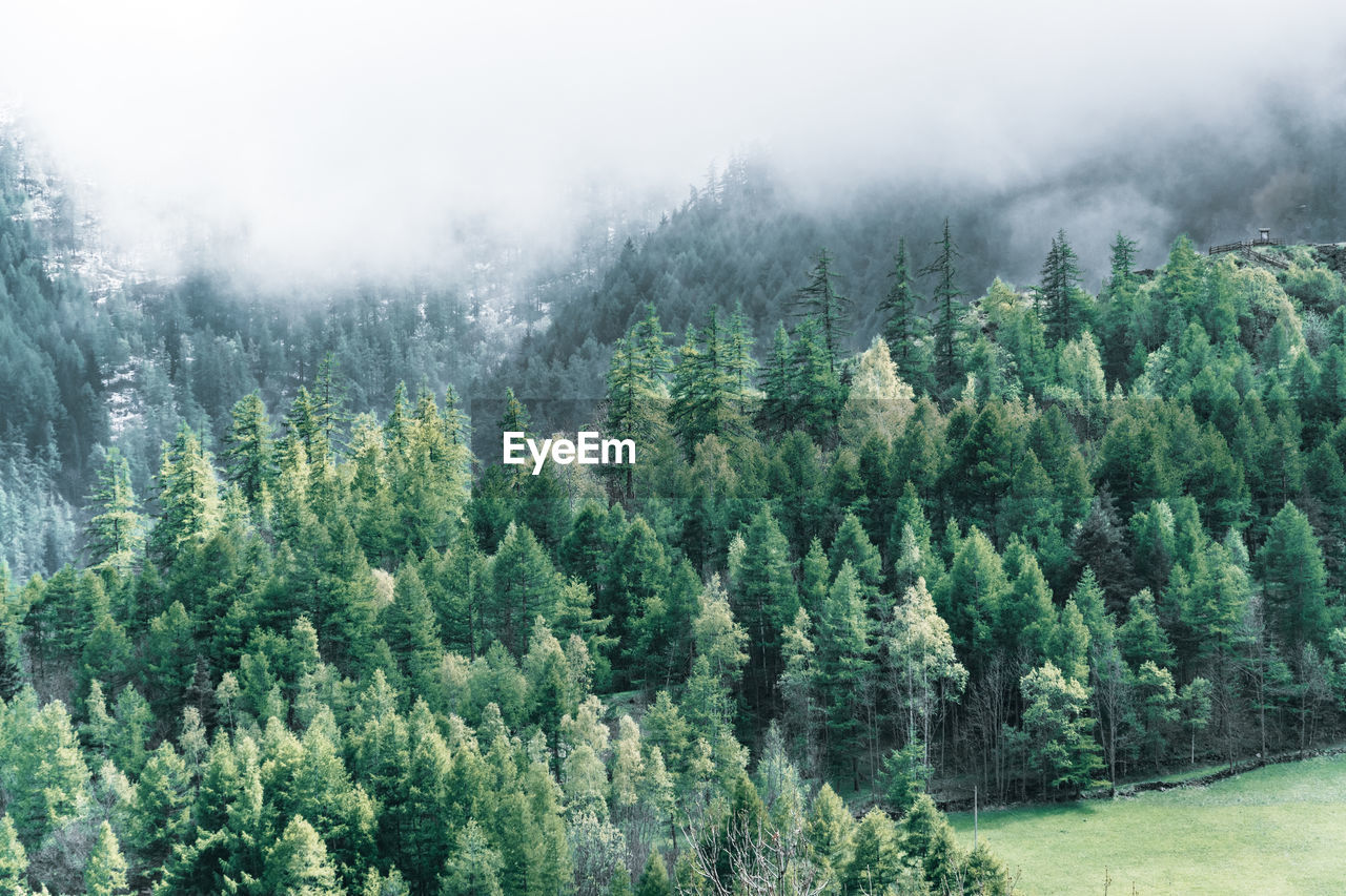 Panoramic view of pine trees in forest