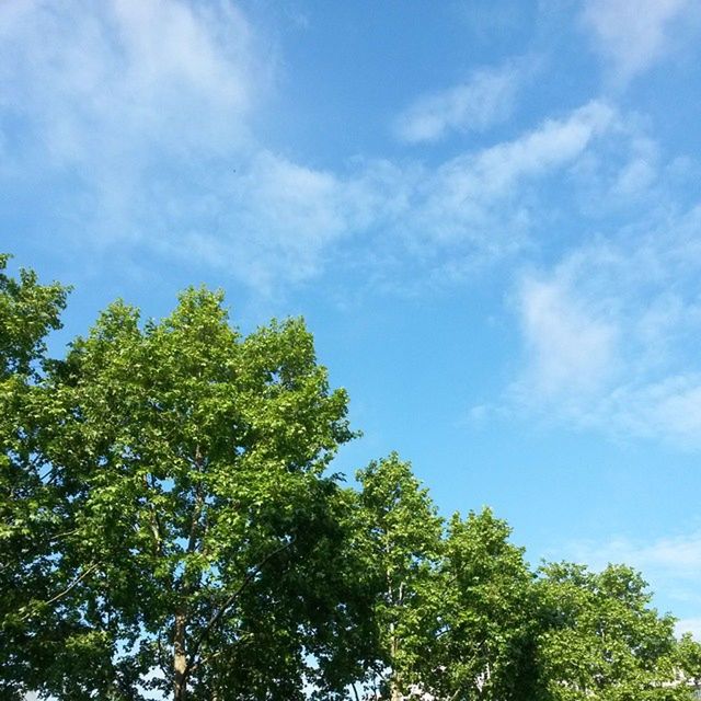 LOW ANGLE VIEW OF TREES AGAINST SKY