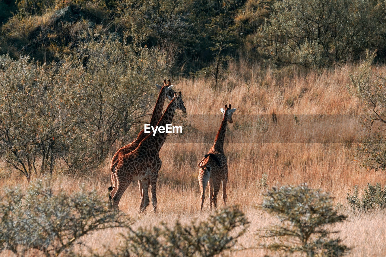 A herd of giraffes at mount longonot game park, naivasha, rift valley, kenya