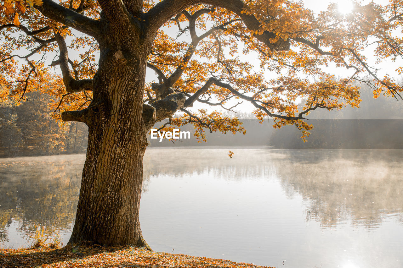 SCENIC VIEW OF LAKE BY TREES DURING AUTUMN