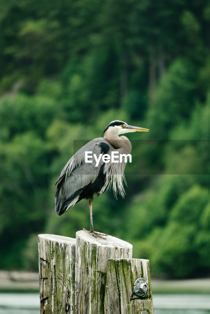 Profile closeup portrait of a great blue heron on a log piling
