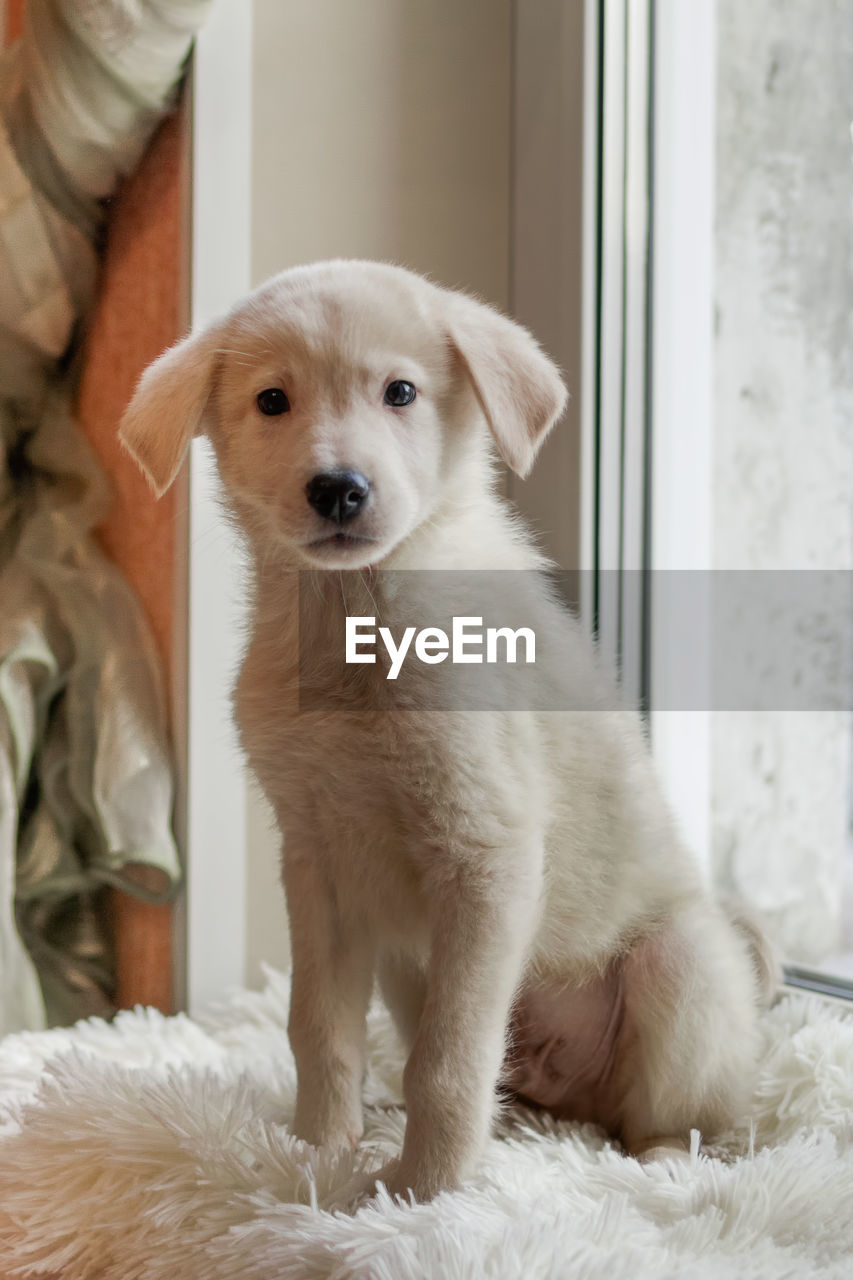 Cute little white puppy is sitting on a white plaid near a window.