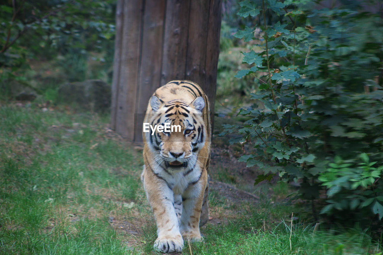 Tiger walking towards camera