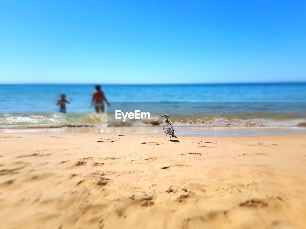 PEOPLE AT BEACH AGAINST CLEAR SKY