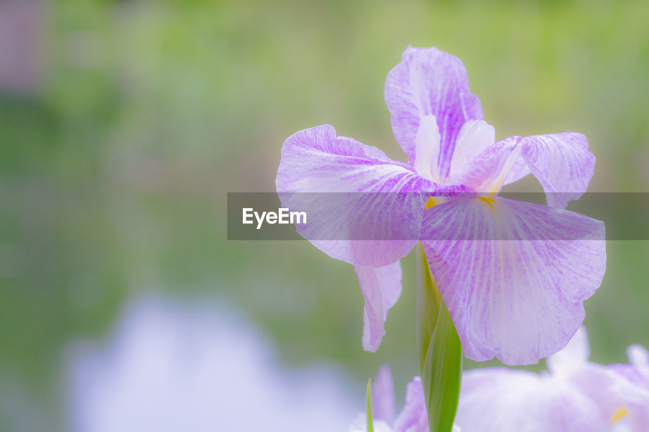 flower, flowering plant, plant, freshness, beauty in nature, petal, fragility, close-up, inflorescence, flower head, purple, nature, macro photography, growth, focus on foreground, pink, springtime, no people, blossom, outdoors, selective focus, day, botany, wildflower, iris