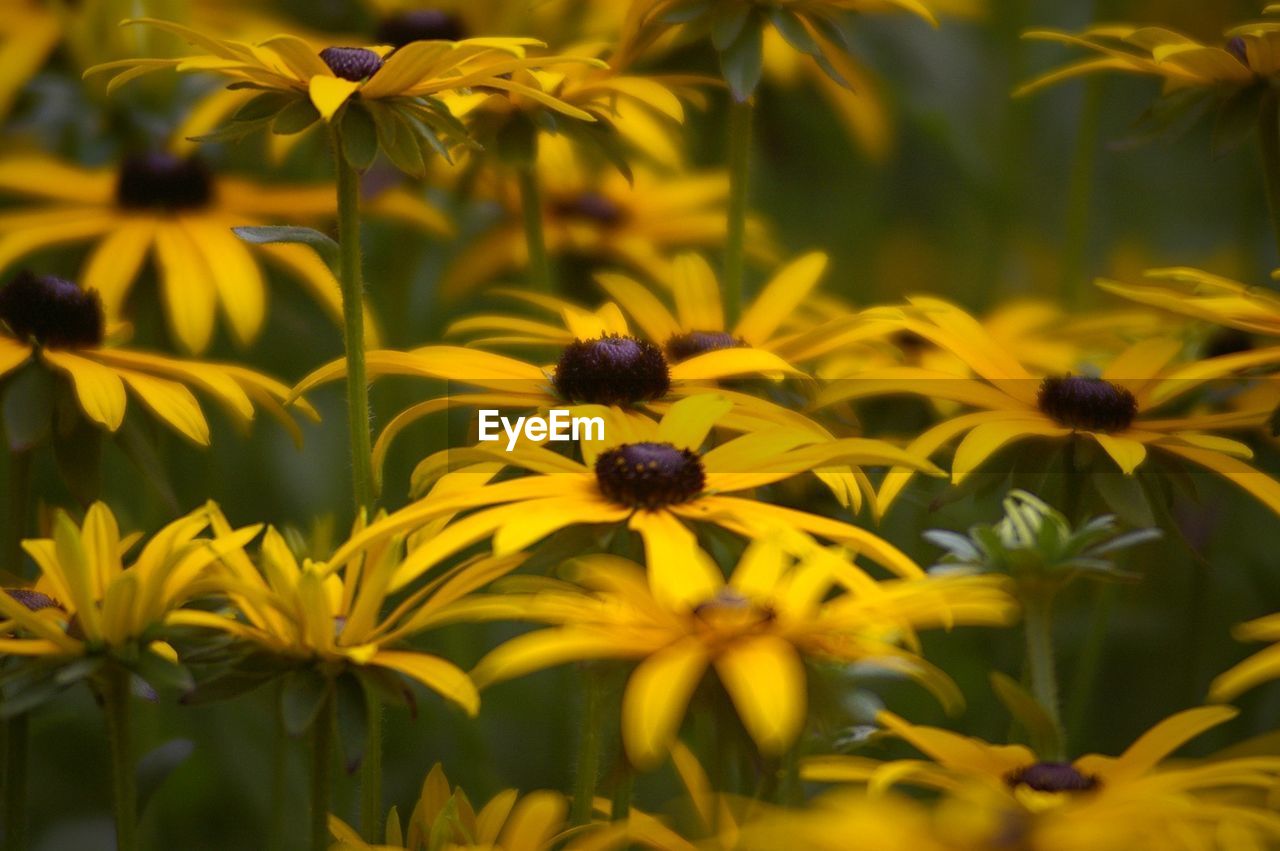 Close-up of yellow daisy flowers