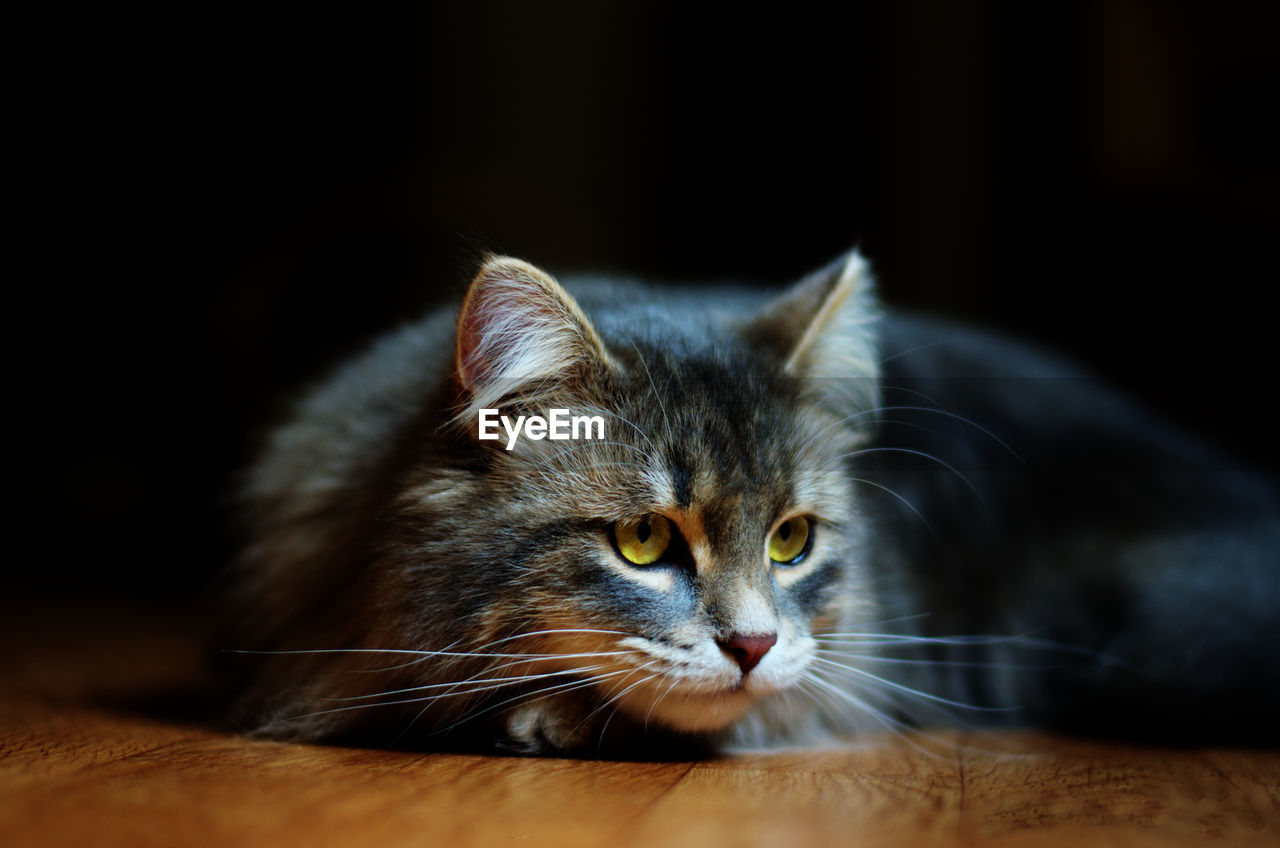 Close-up of cat resting on hardwood floor