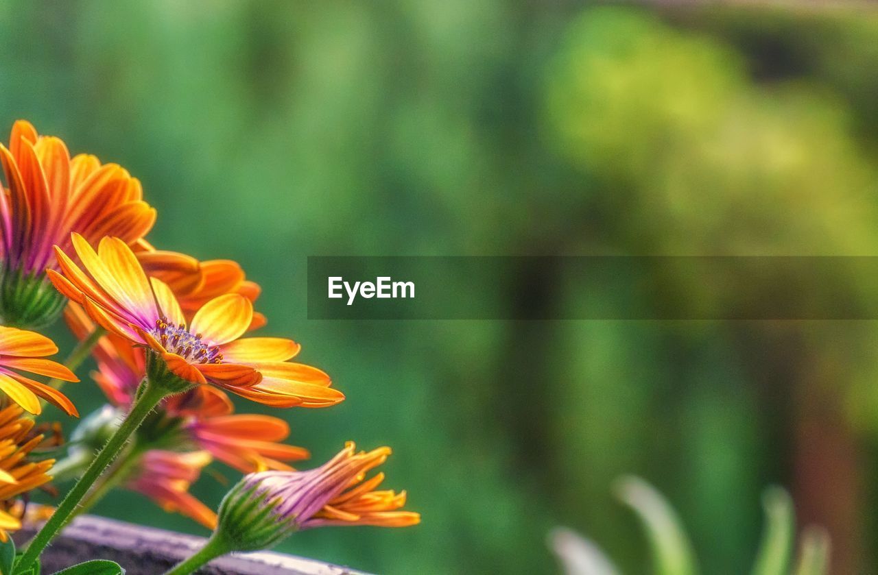 Springtime flower time yellow flower wallpaper close-up of orange flowering plant