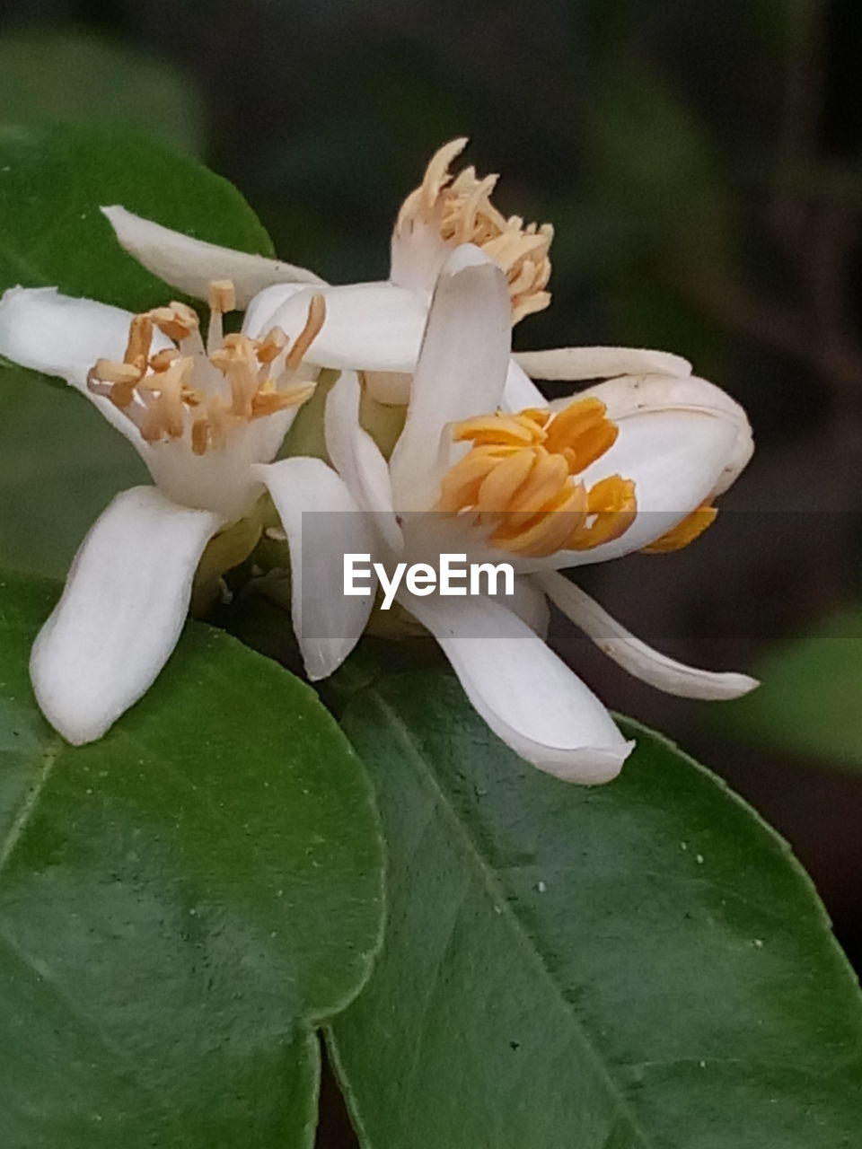 CLOSE-UP OF WHITE FLOWERS BLOOMING OUTDOORS