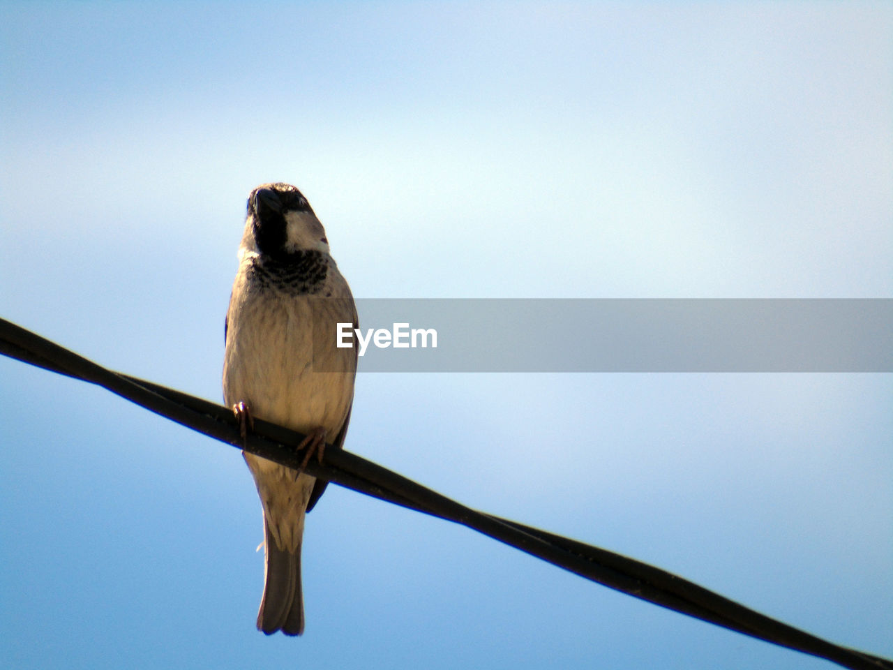 Low angle view of bird perching on cable against sky