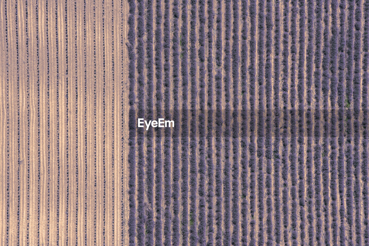 Lavender field rows aerial 