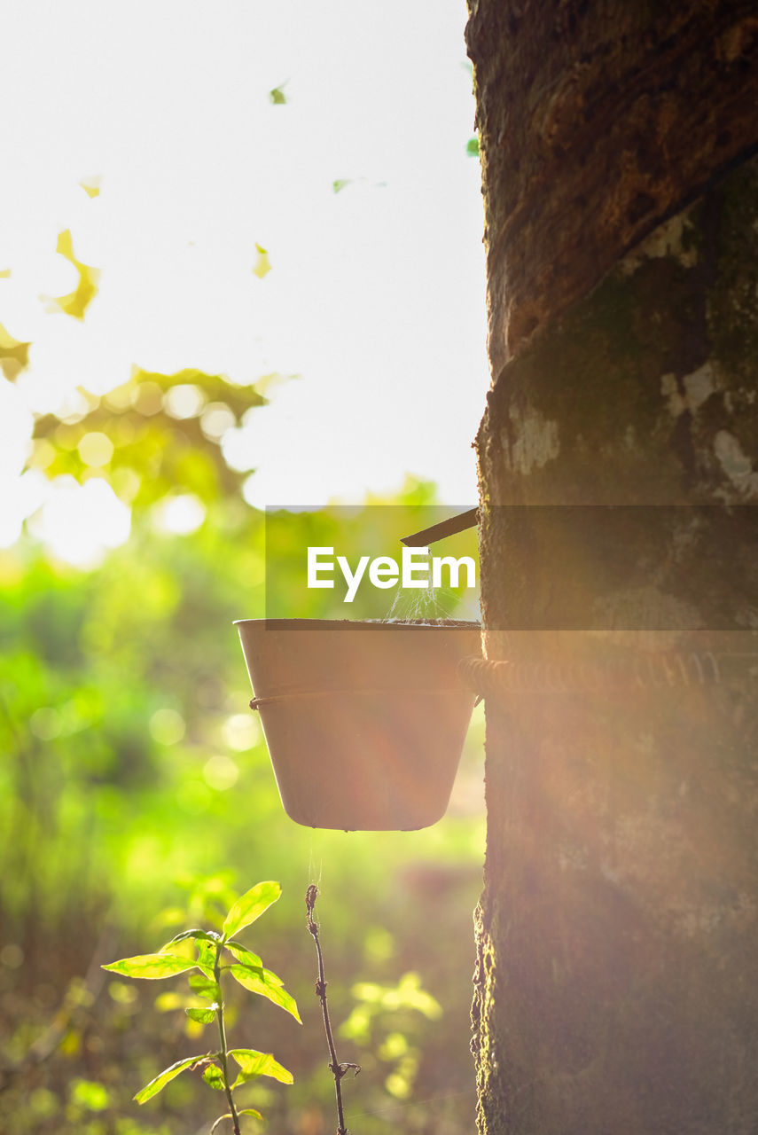 CLOSE-UP OF PLANT ON TREE TRUNK AGAINST SKY