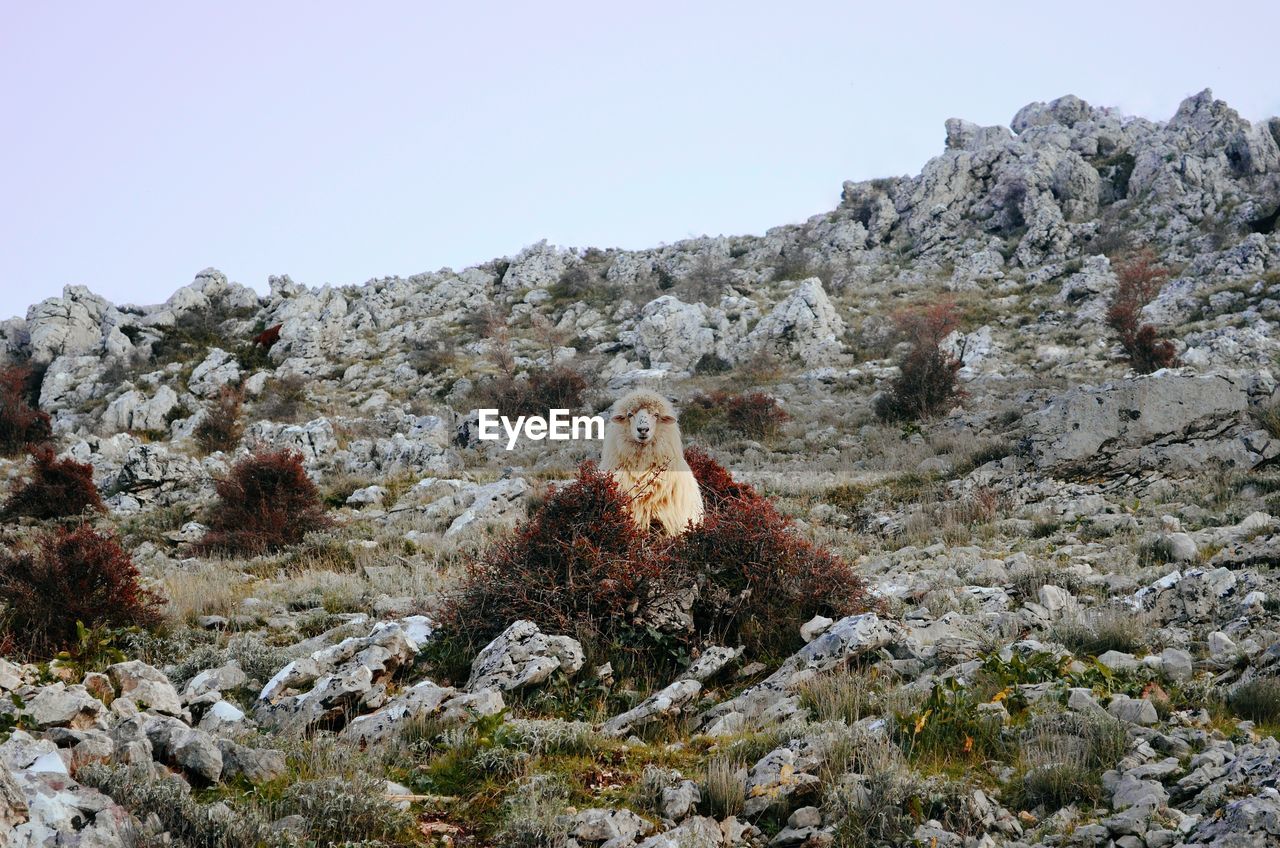 Sheep on rock formations against sky