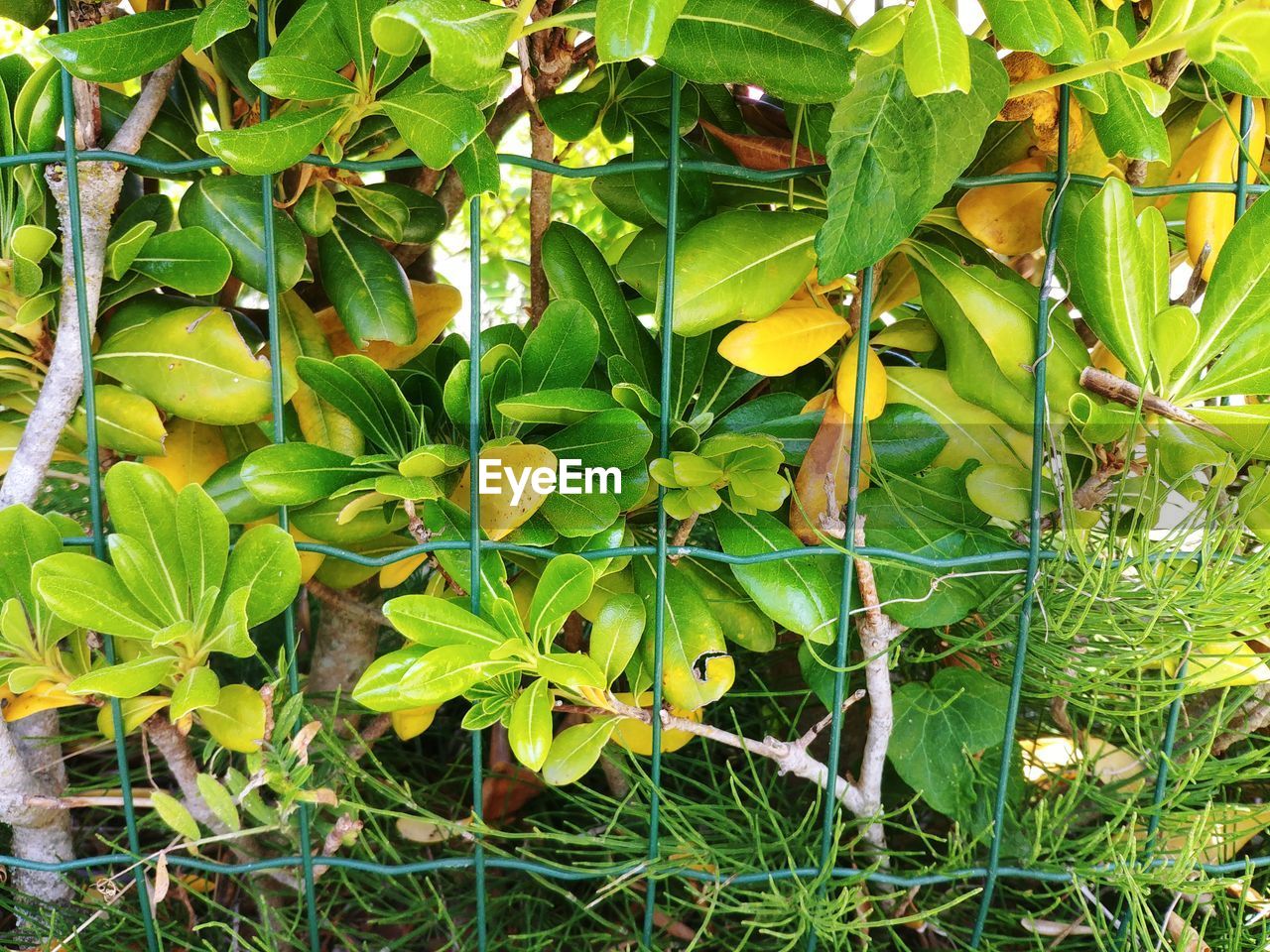 HIGH ANGLE VIEW OF FLOWERING PLANT ON FIELD