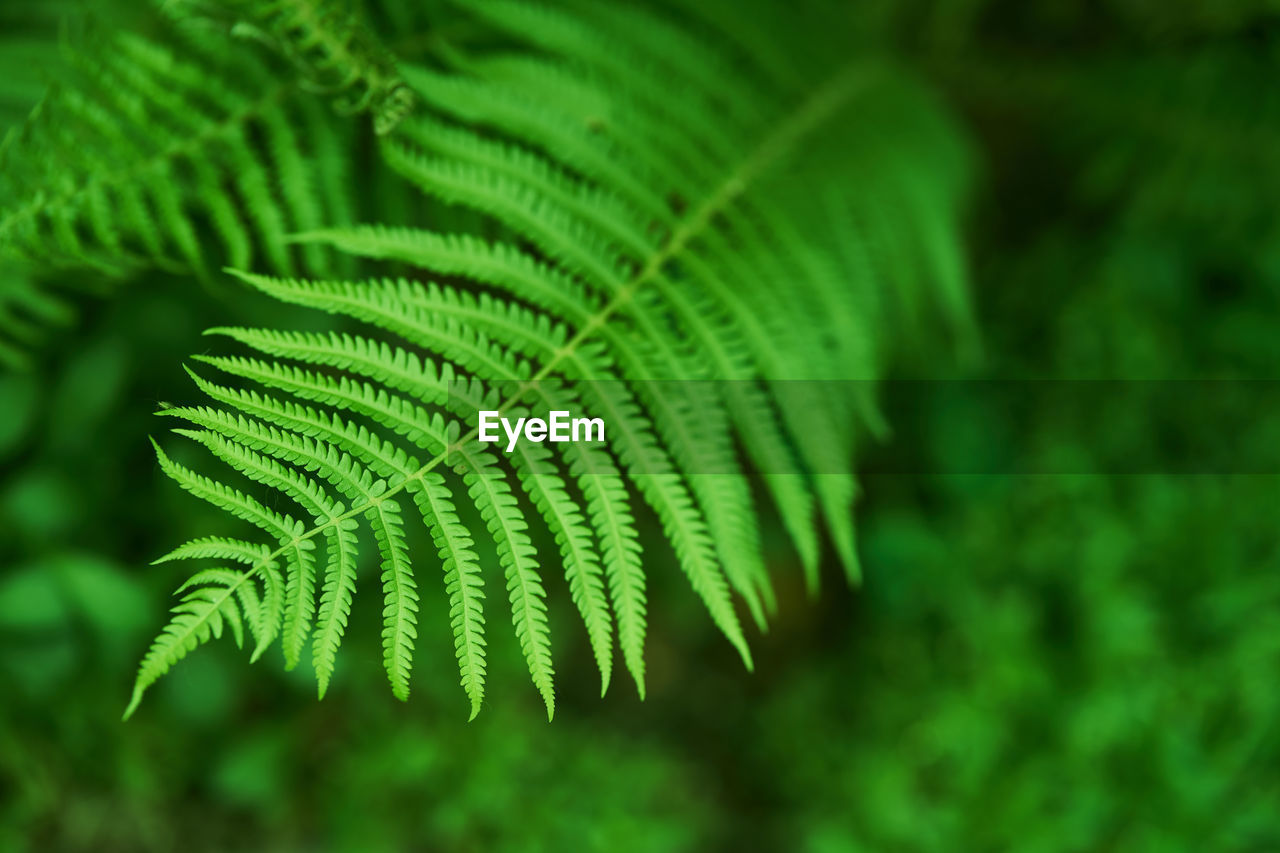 close-up of pine tree