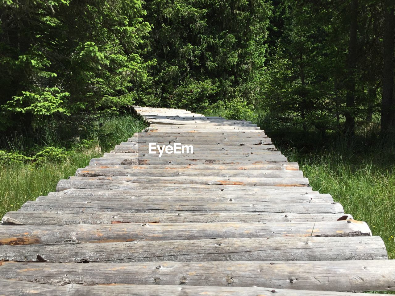 Steps amidst trees