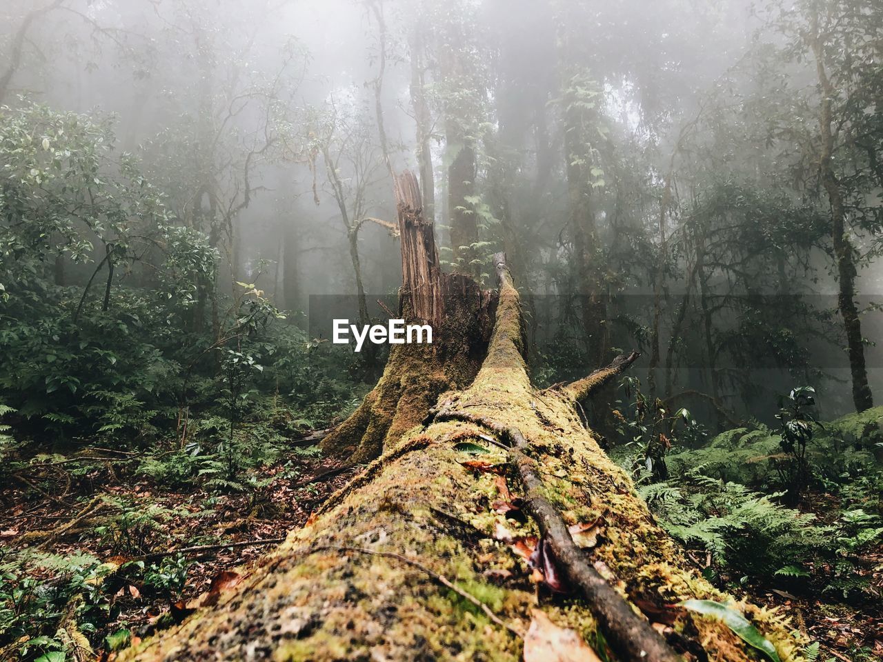 Trees in forest