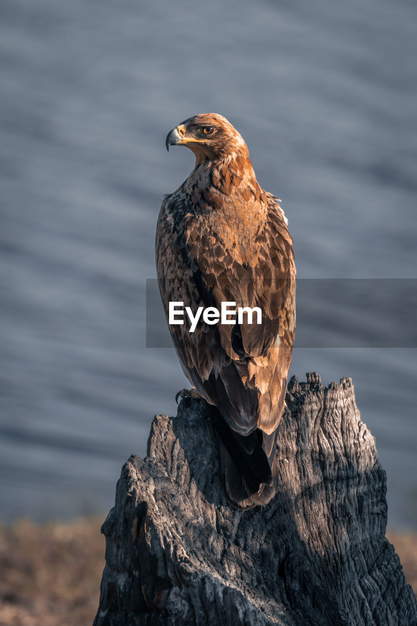 close-up of eagle perching on rock