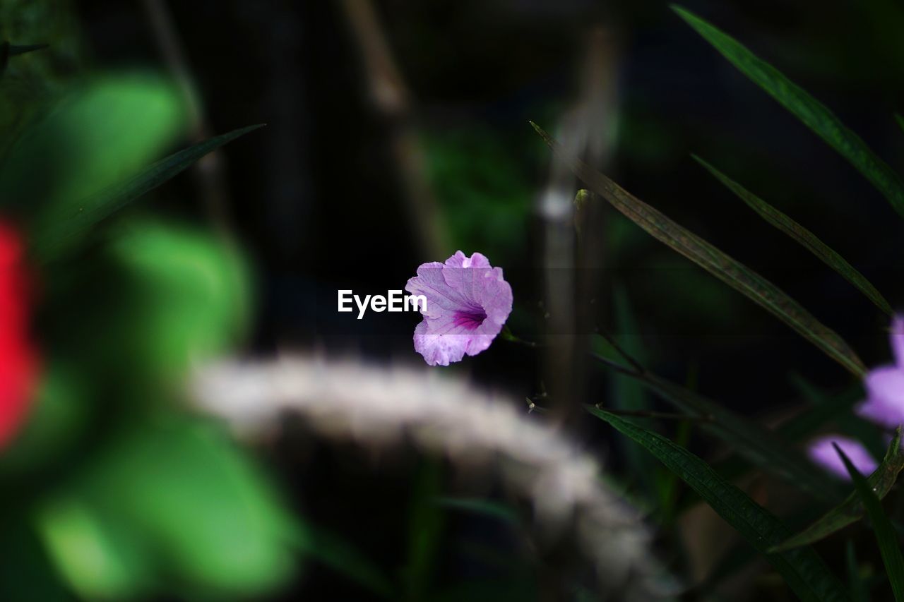 CLOSE-UP OF PURPLE FLOWERING PLANTS