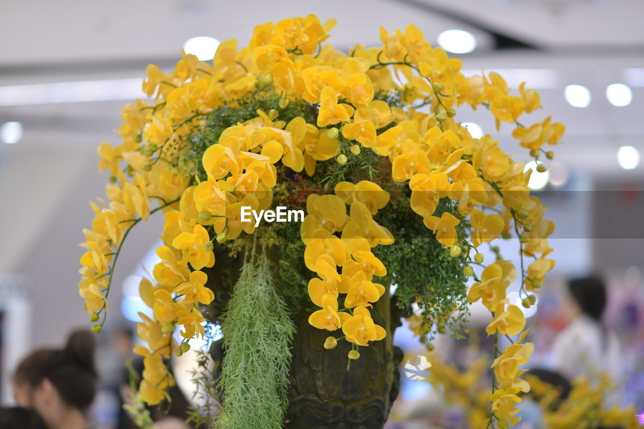 CLOSE-UP OF YELLOW FLOWERS ON PLANT