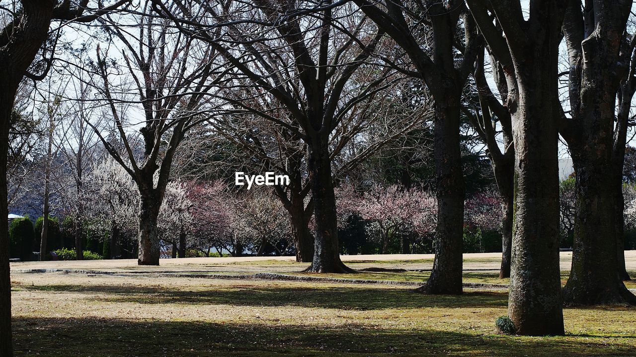 VIEW OF TREES IN PARK