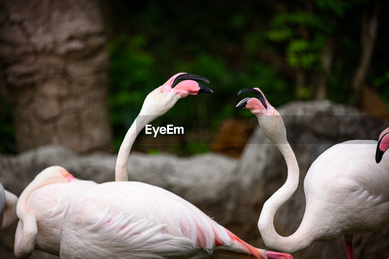 CLOSE-UP OF A BIRD