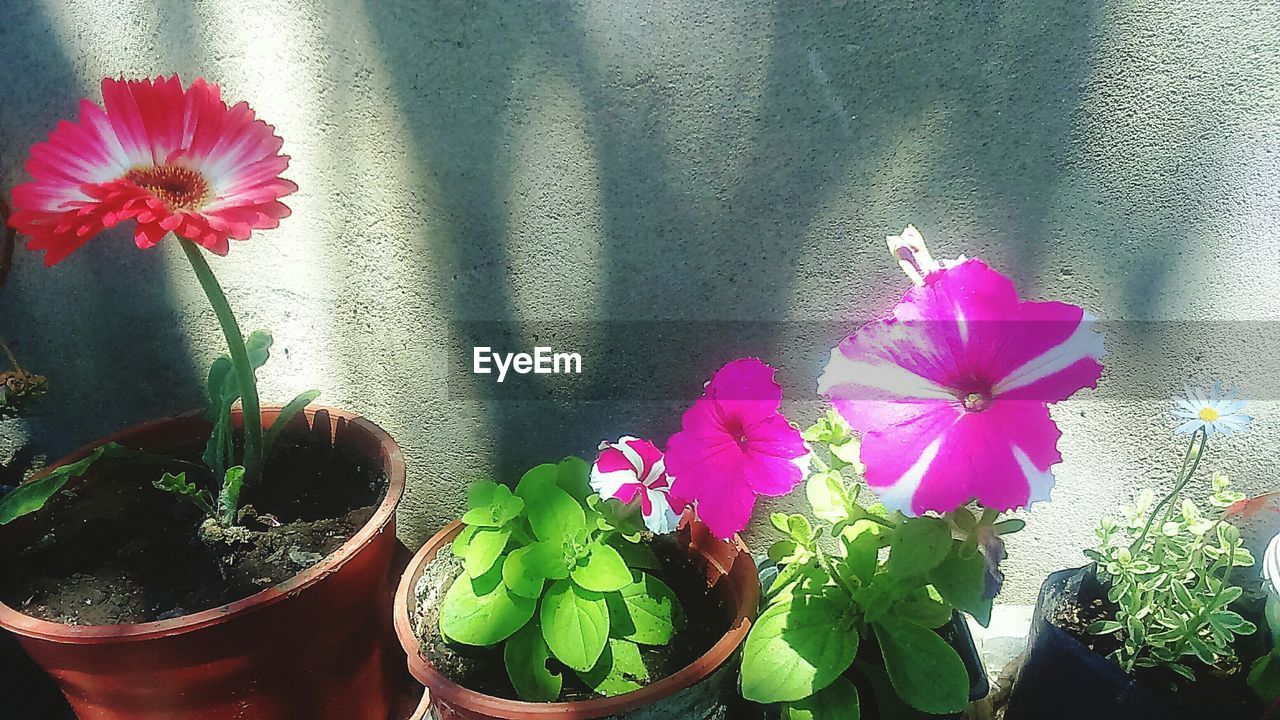 CLOSE-UP OF PINK FLOWERS