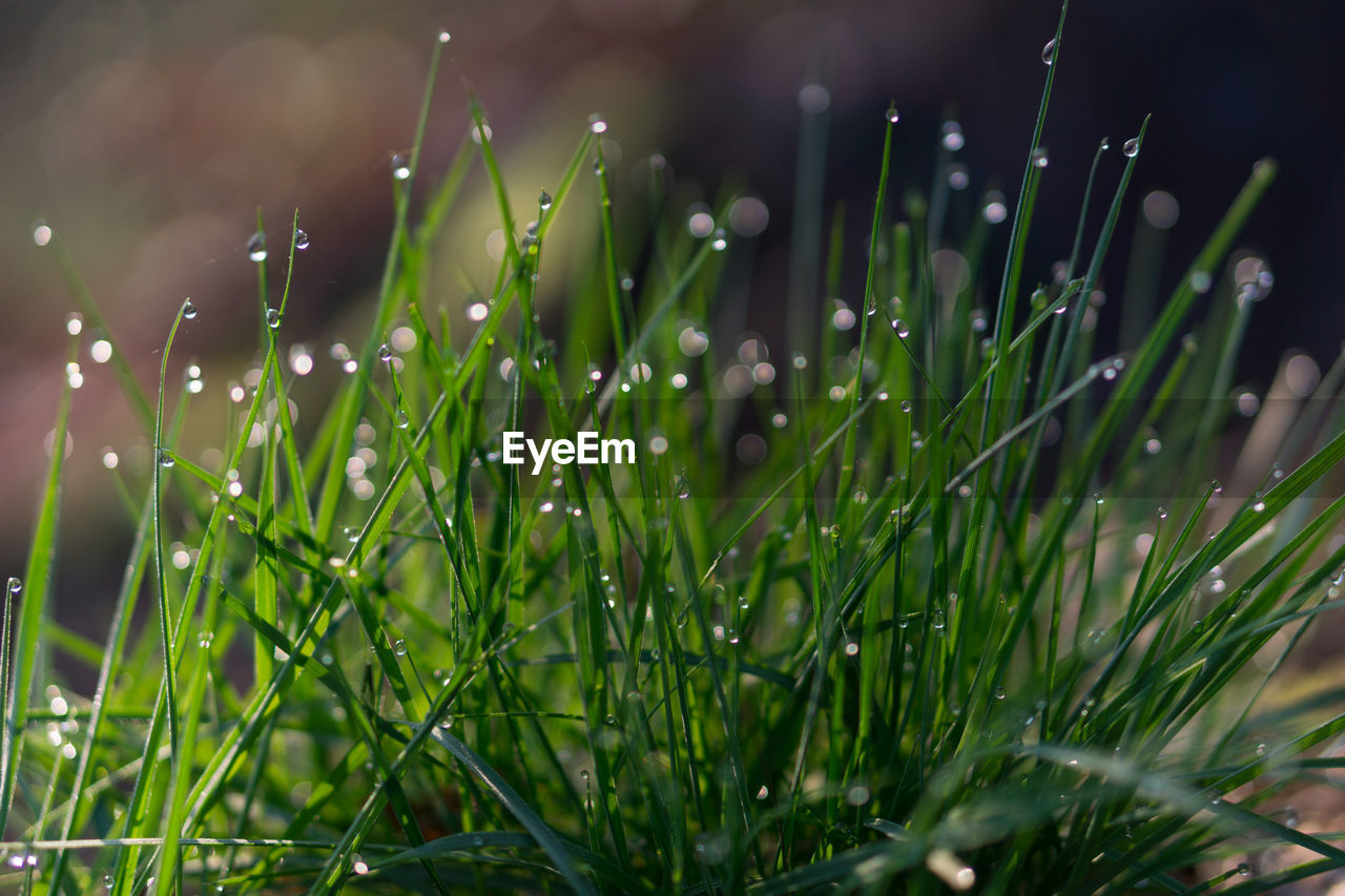 Close-up of wet plants on field