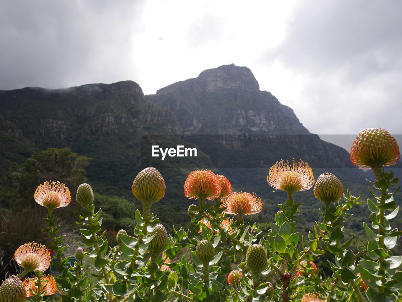 Close-up of flowers against mountain range