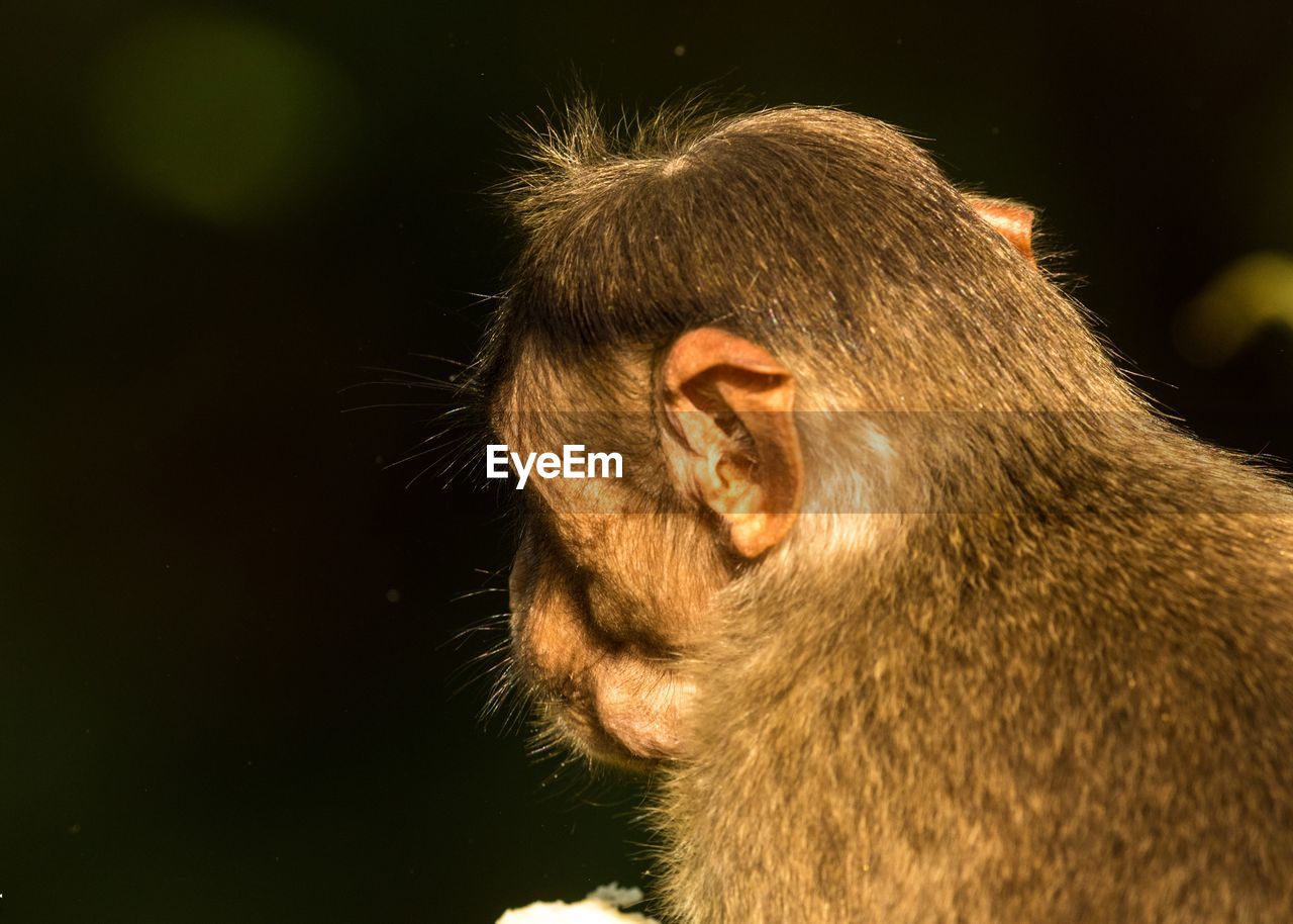 Close-up of a monkey